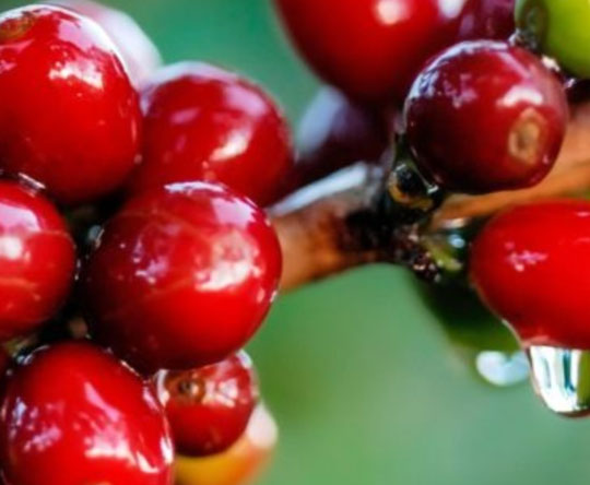 Nosotros Cafe Karely