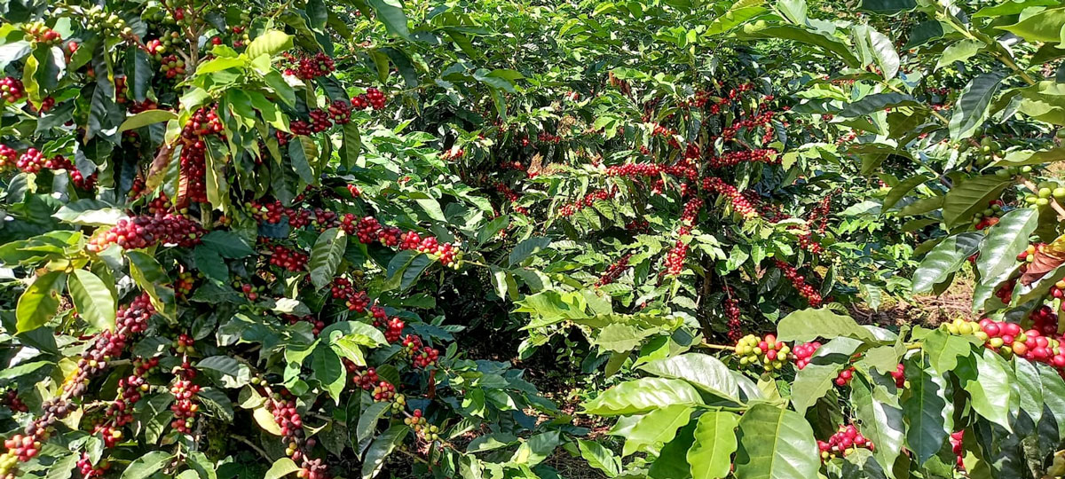 germinación del café