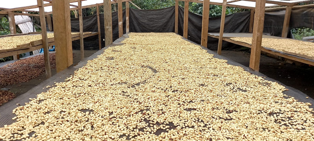 Proceso de secado de café