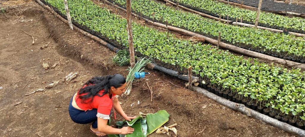 Mujer cultivando café